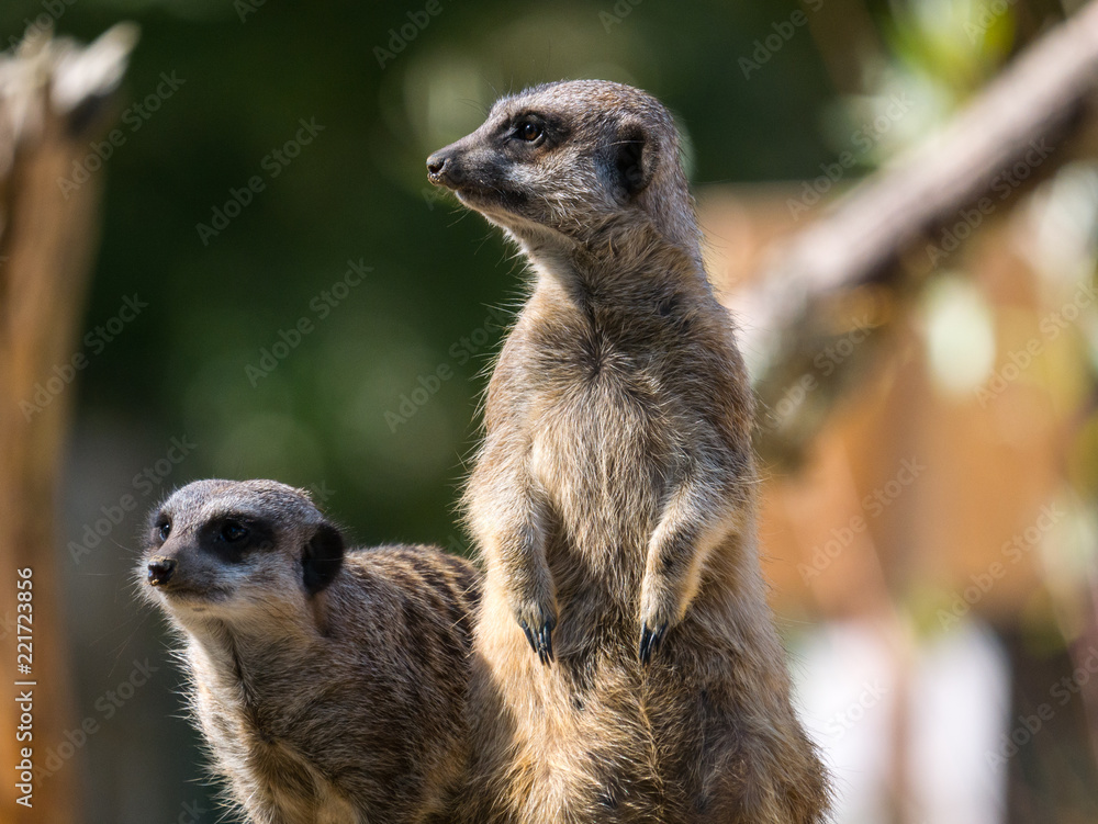 Fototapeta premium Suricate