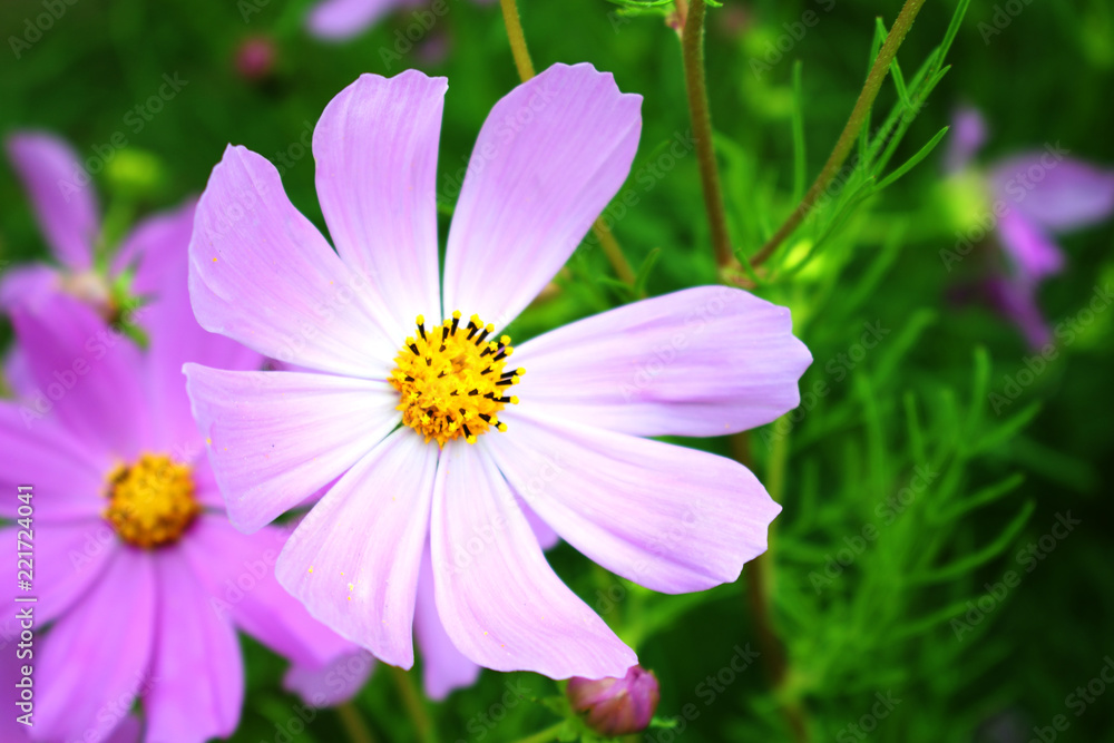 colorful chamomile with gentle petals under soft lighting colorful chamomile with gentle petals under soft lighting