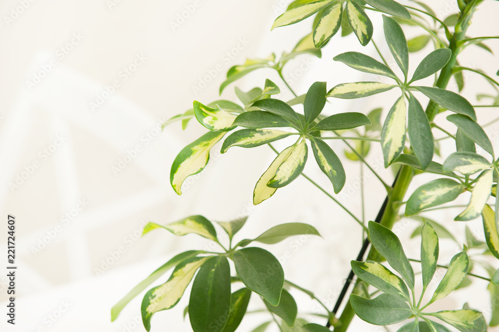 Light abstract background with green plants