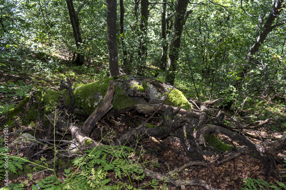 Trees with interesting shapes and formations on their stems and trunks on the way to Kozya stena hut. The mountain in the central Balkan astonishes with its beauty, fresh air and magnetism. Trees with interesting shapes and formations on their stems and trunks on the way to Kozya stena hut. The mountain in the central Balkan astonishes with its beauty, fresh air and magnetism.