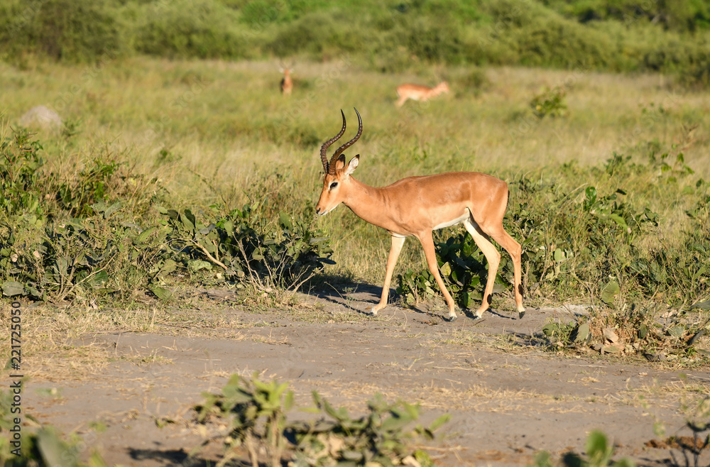 Fototapeta premium Impala