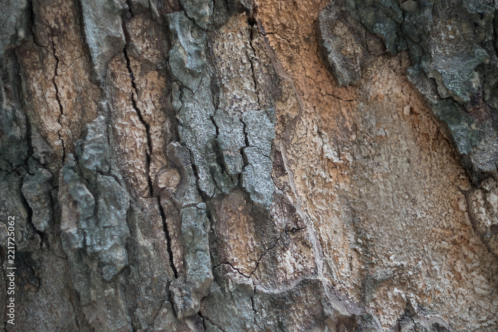 Broken wood bark