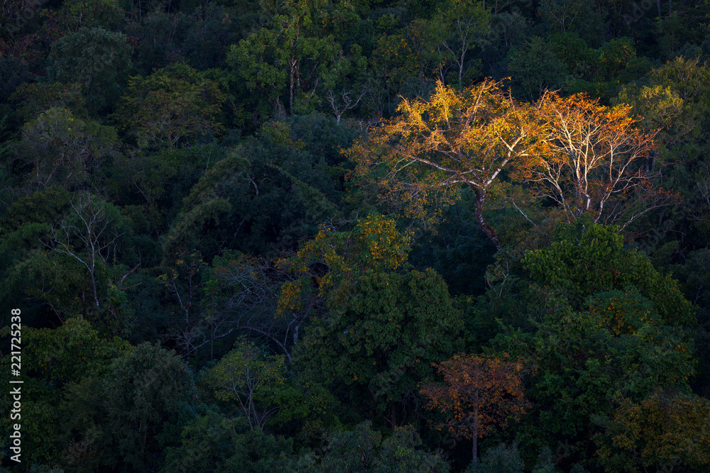 autumn tree in the forest with first light in Tak province, Thailand