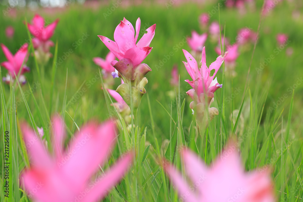 Obraz premium Beautiful wild siam tulips blooming in the jungle at Sai Thong National Park, Chaiyaphum, Thailand