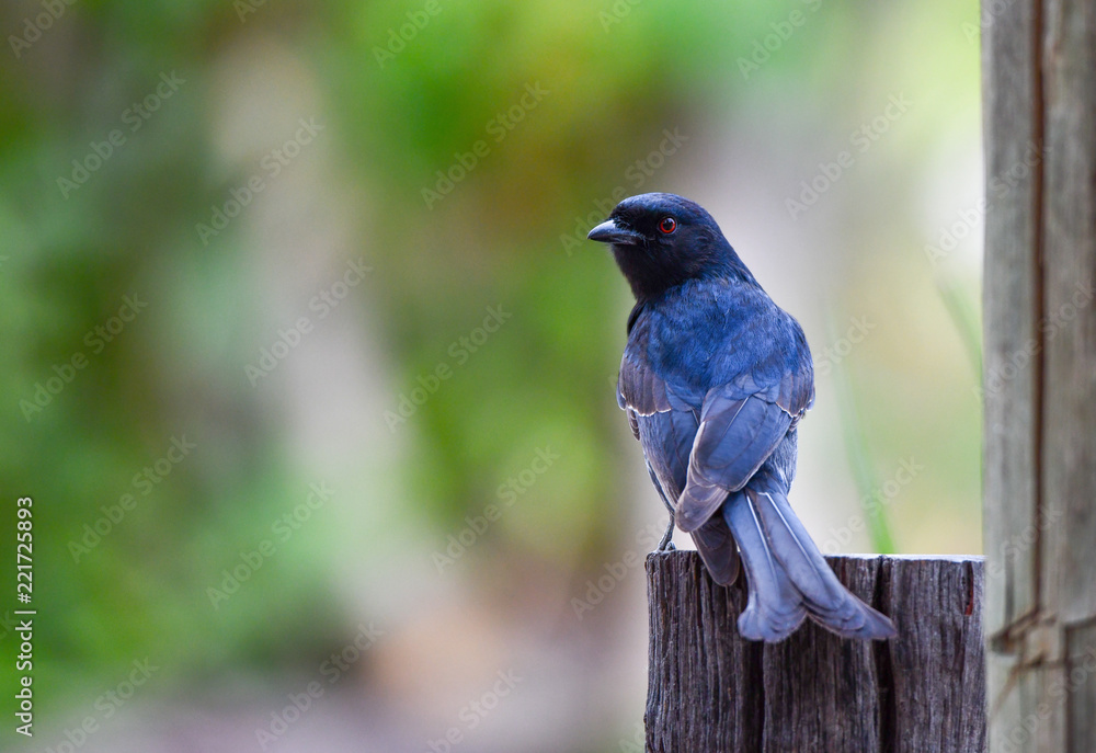 Fork tailed Drongo