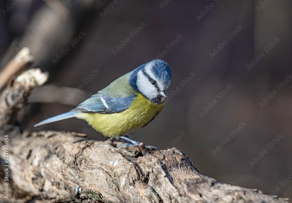 Obraz premium Blue tit (Parus caeruleus)resting on tree branch