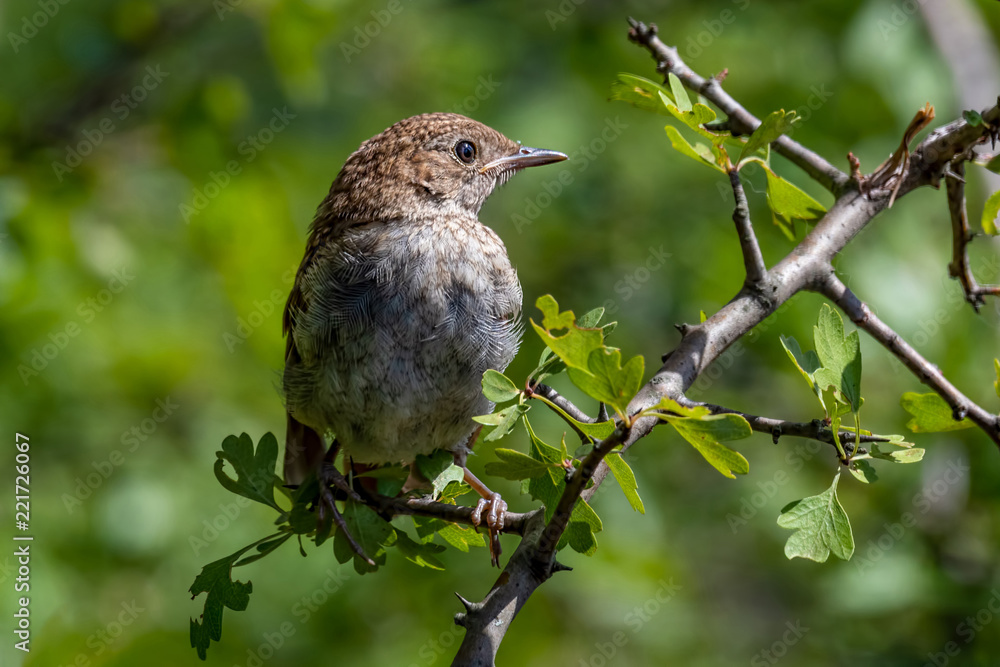 Common Nightingale(Luscinia megarhynchos) perched on a branch. Common Nightingale(Luscinia megarhynchos) perched on a branch.