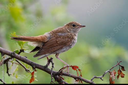 Fotografía Common Nightingale(Luscinia megarhynchos) perched on a branch.