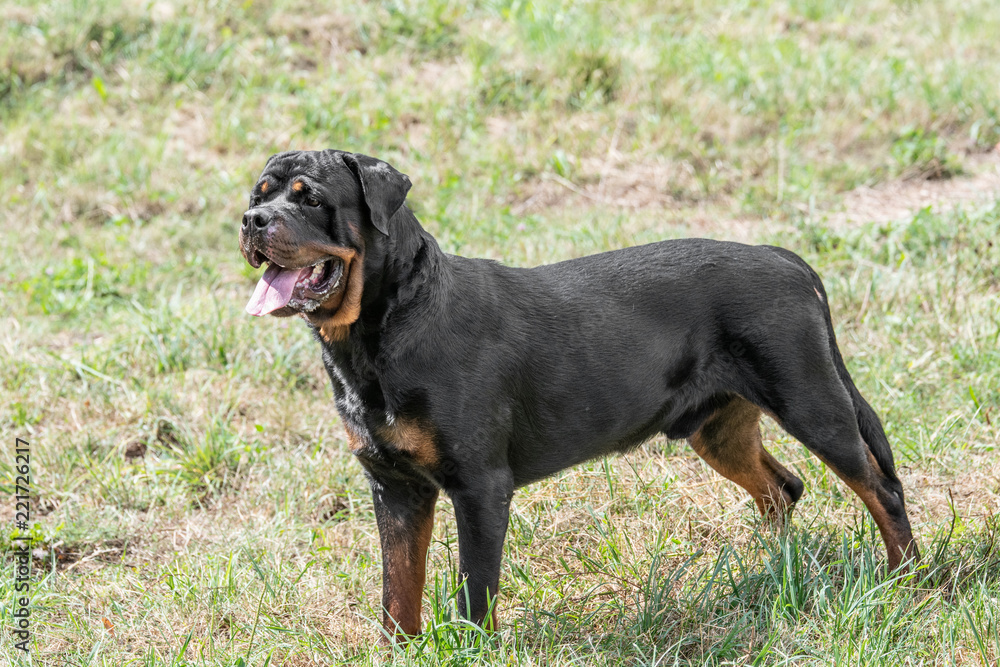 Purebred Rottweiler dog outdoors in the nature on grass meadow on a summer day. Selective focus on dog Purebred Rottweiler dog outdoors in the nature on grass meadow on a summer day. Selective focus on dog