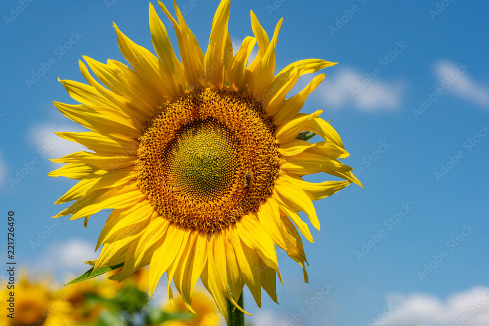Close-up view of a young sunflowers over cloudy sky Close-up view of a young sunflowers over cloudy sky