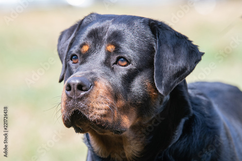 Head shot of Rottweiler . Selective focus on the dog © popovj2
