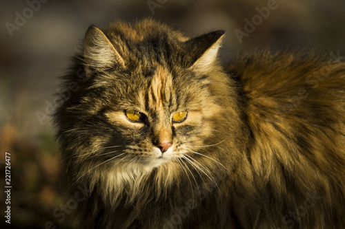 cat