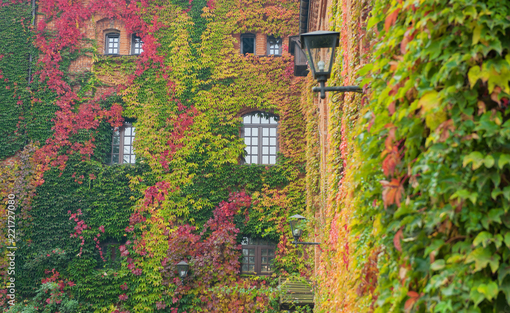 Fototapeta premium Multicolored autumn grapes are woven along the brick wall of the building