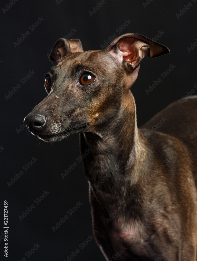 Italian greyhound Dog Isolated on Black Background in studio Italian greyhound Dog Isolated on Black Background in studio