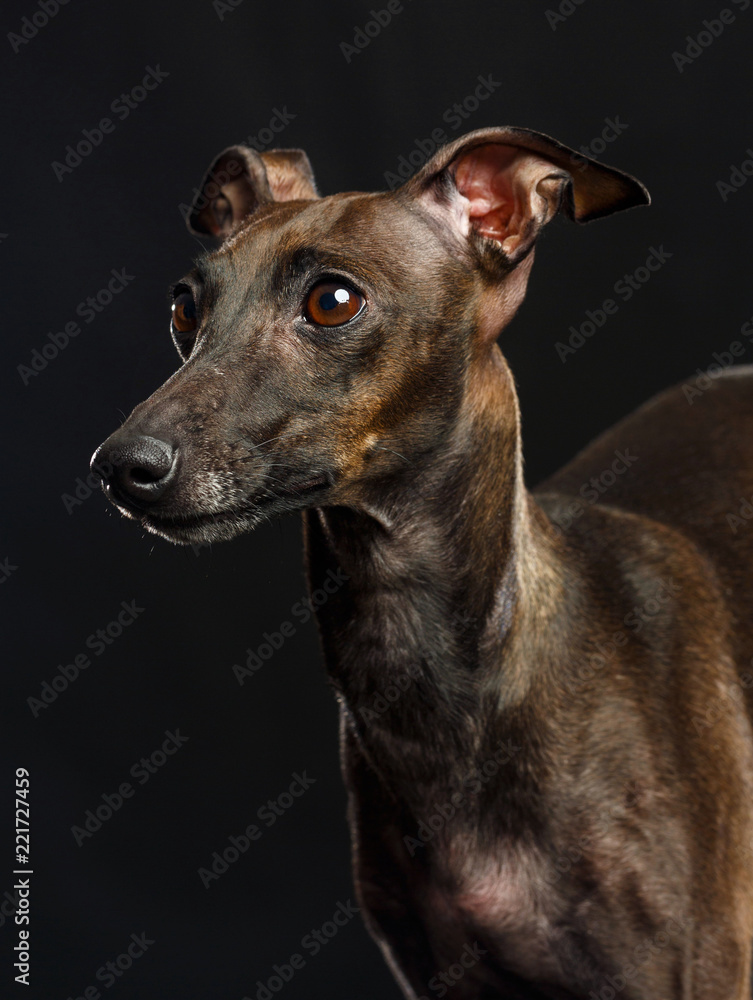 Italian greyhound Dog  Isolated  on Black Background in studio