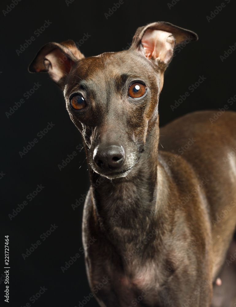 Italian greyhound Dog Isolated on Black Background in studio Italian greyhound Dog Isolated on Black Background in studio