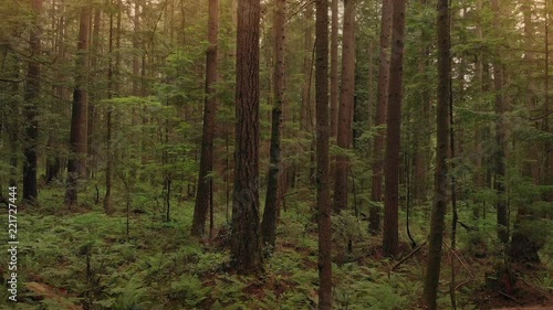 Wallpaper Mural Moving Down Past Tree To Forest At Sunset Torontodigital.ca