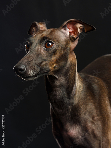 Italian greyhound Dog Isolated on Black Background in studio