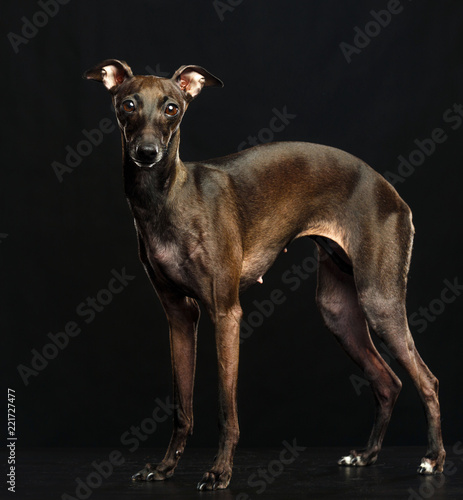 Italian greyhound Dog Isolated on Black Background in studio