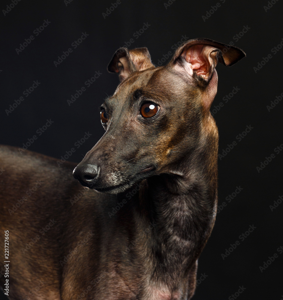 Italian greyhound Dog Isolated on Black Background in studio Italian greyhound Dog Isolated on Black Background in studio