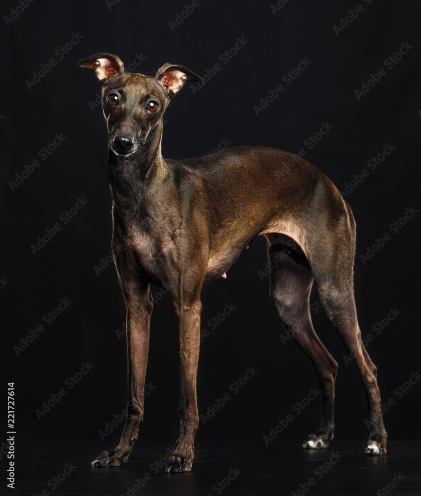 Italian greyhound Dog Isolated on Black Background in studio Italian greyhound Dog Isolated on Black Background in studio
