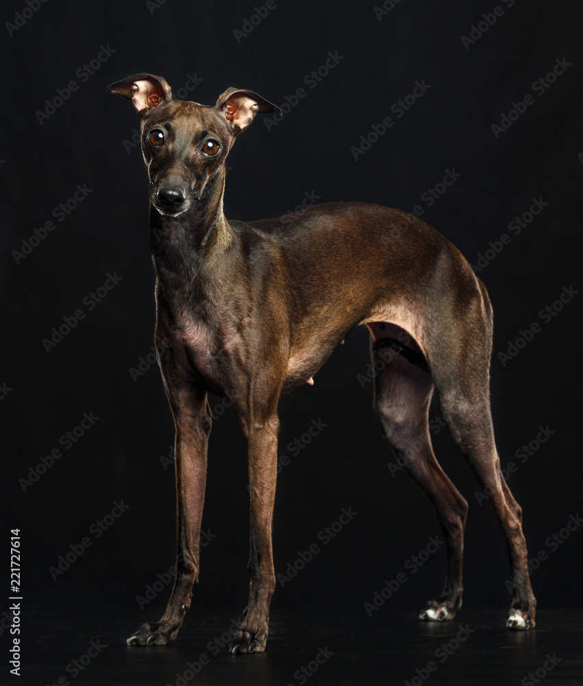 Italian greyhound Dog  Isolated  on Black Background in studio