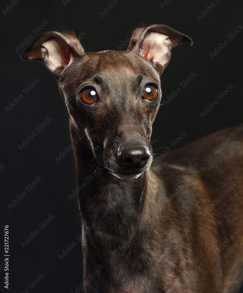 Italian greyhound Dog Isolated on Black Background in studio Italian greyhound Dog Isolated on Black Background in studio