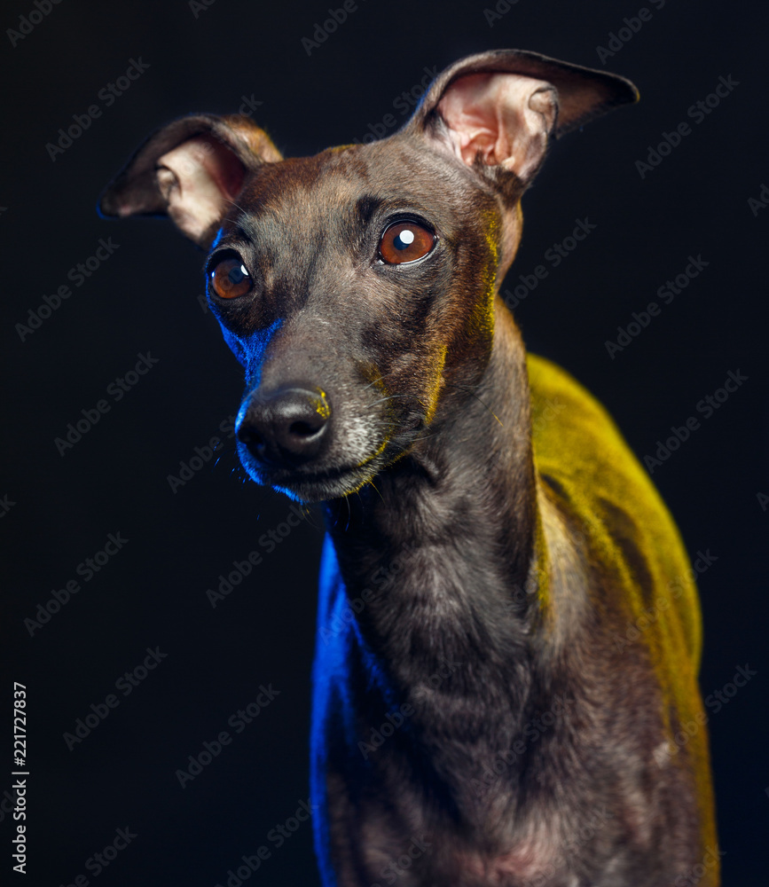 Italian greyhound Dog Isolated on Black Background in studio Italian greyhound Dog Isolated on Black Background in studio