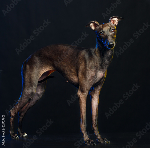 Italian greyhound Dog Isolated on Black Background in studio