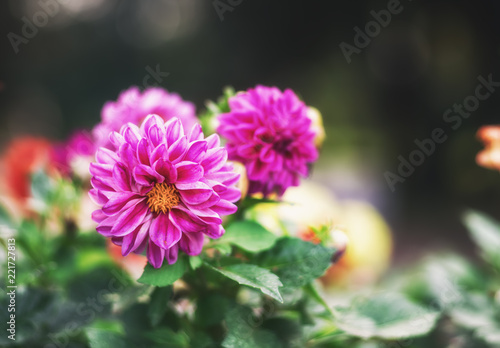 Flower Dahlia close-up outdoor with blurred background