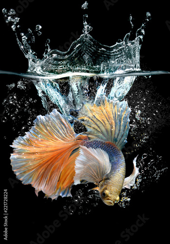 Action betta with splash water © NPD stock