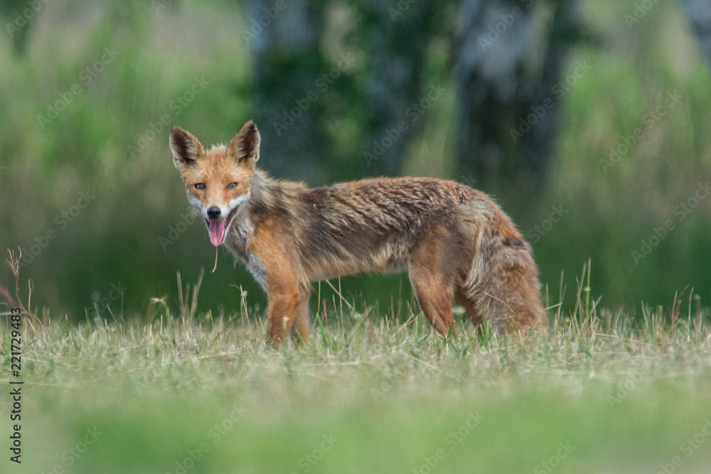 fox fox
