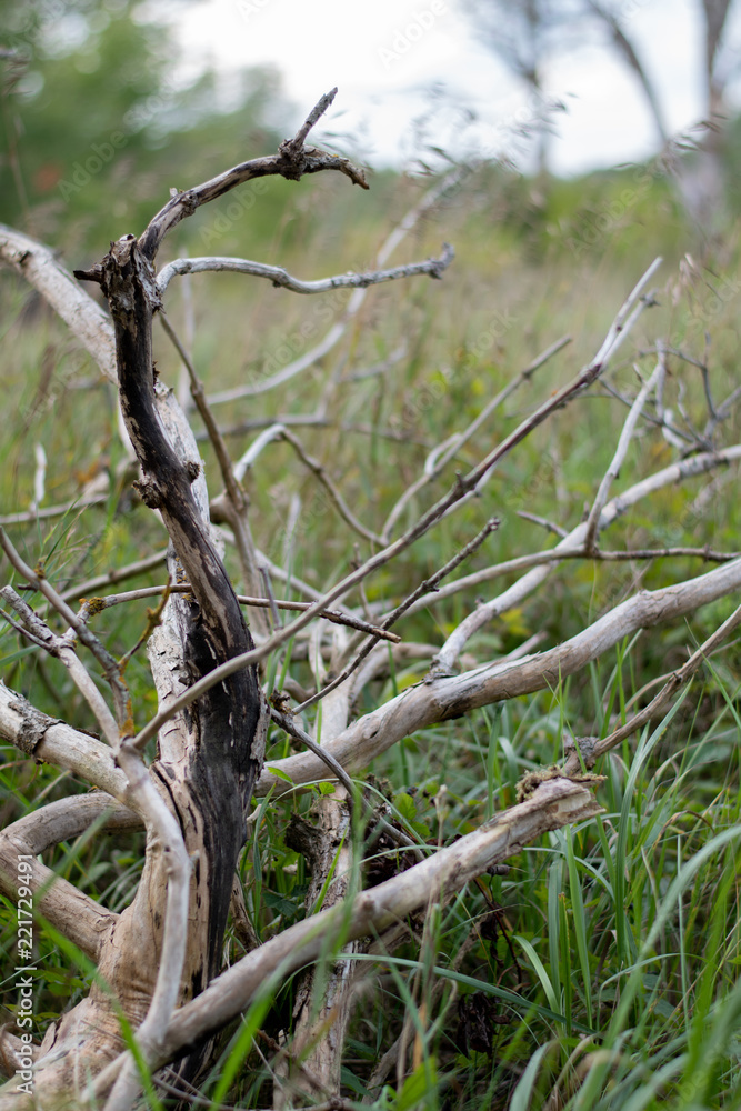Branch in the field Branch in the field