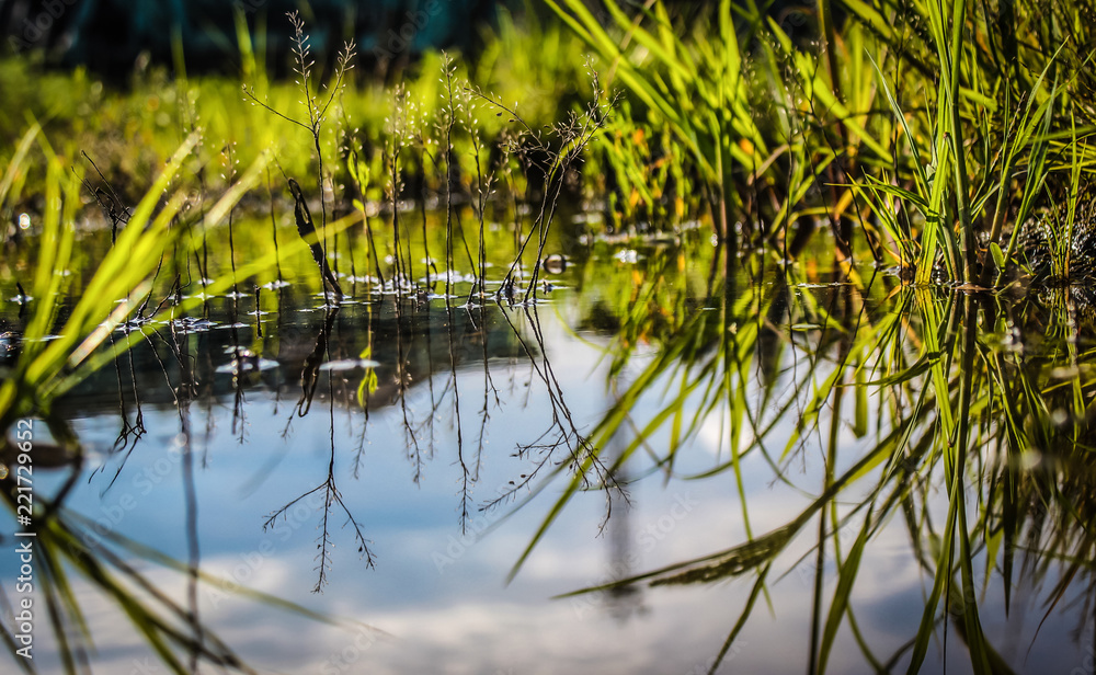 An old flooded swamp close up An old flooded swamp close up