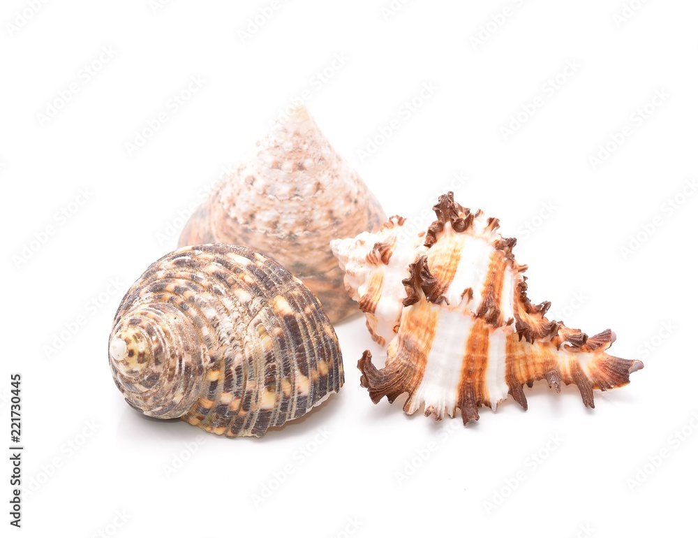  Sea shell isolated on white