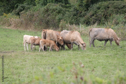 Light brown colored cows gathering in a small pasture at the end of summer.      