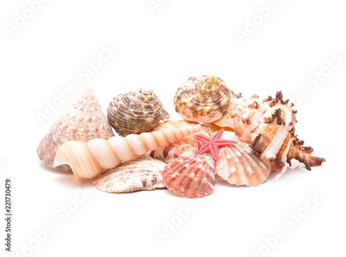 Starfish and seashells on white background