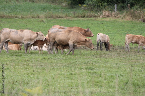Fototapeta Naklejka Na Ścianę i Meble -  Light brown colored cows gathering in a small pasture at the end of summer.


