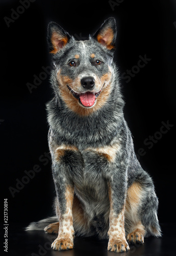 Black sales heeler dog