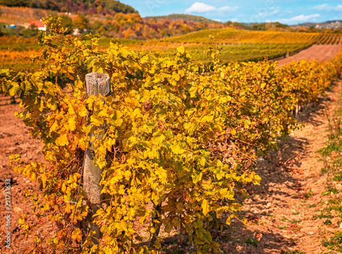 Nice vineyard in autumn