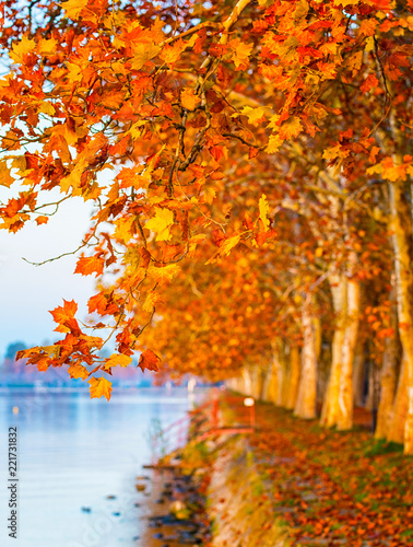 Nice trees in autumn at lak...