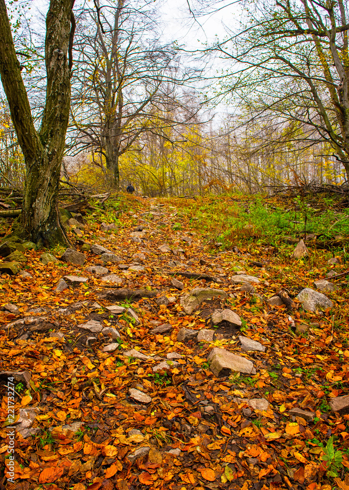 Nice autumnal scene in the forest Nice autumnal scene in the forest