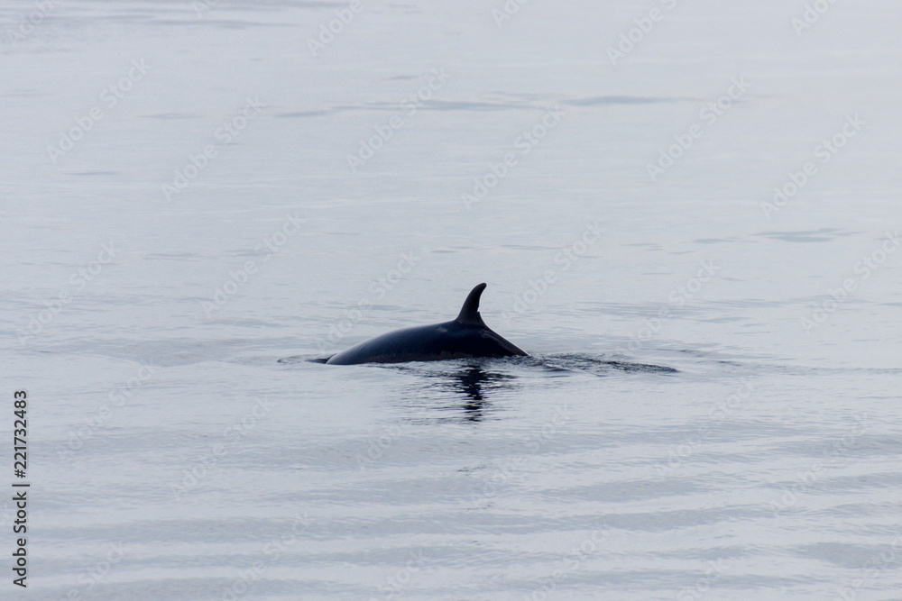 Fototapeta premium Whale watching in Tadoussac