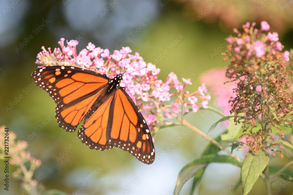 Fototapeta premium Monarch Butterly on a Butterfly Bush