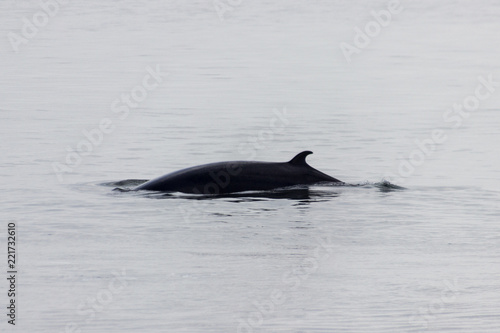 Whale watching in Tadoussac © julen