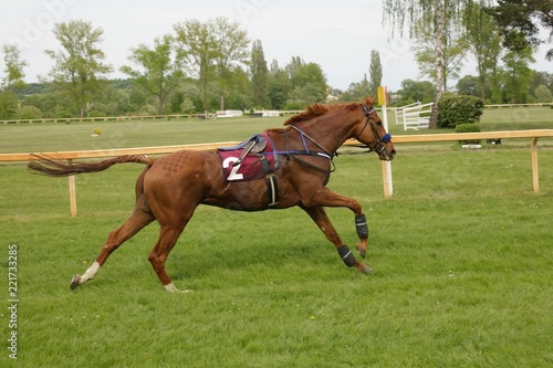 Running horse without jockey