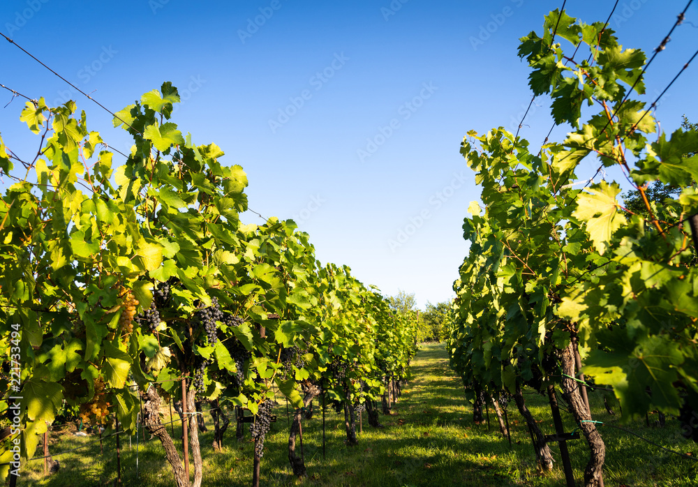 Detail view of vineyard with ripe grapes. Fresh home-grown grapes ready for harvest. Golden evening light. Shallow depth of field.