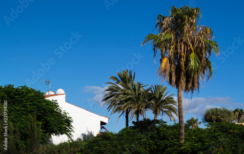 Landscape of blue sky, white house with orange roof and vegetation with palm trees.