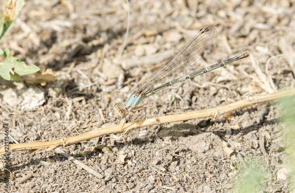 Macro of Blue-fronted Dancer (Argia apicalis) Perched on a Branch in Northern Colorado Macro of Blue-fronted Dancer (Argia apicalis) Perched on a Branch in Northern Colorado