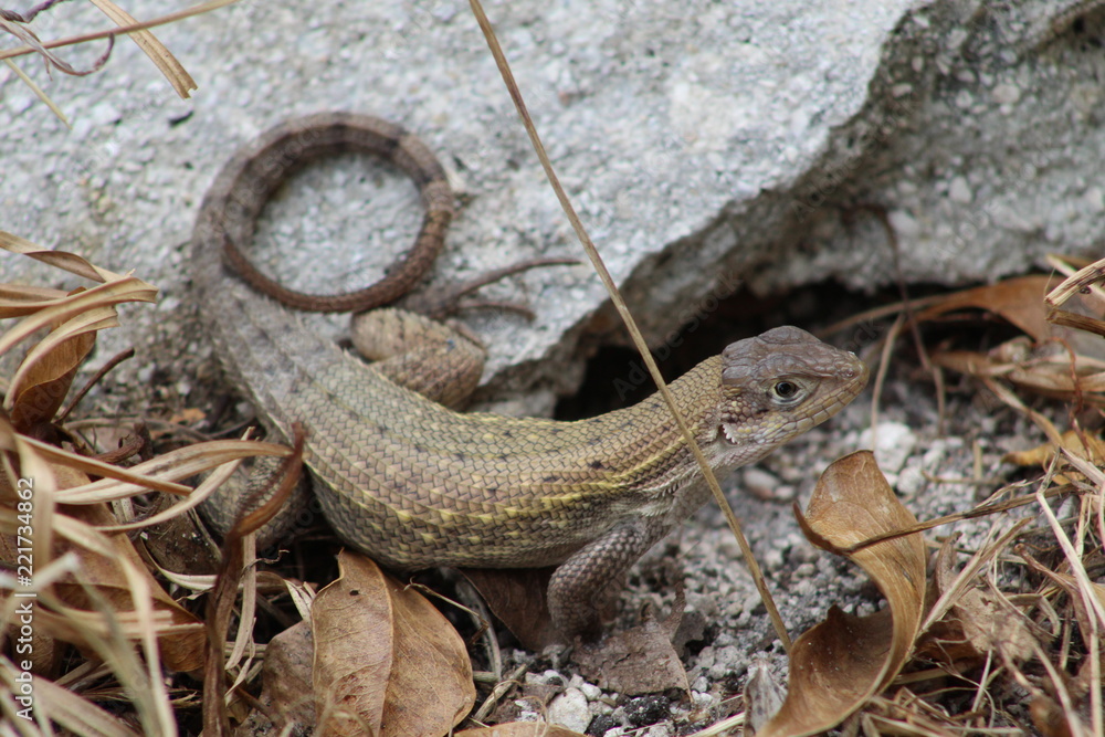 Fototapeta premium Small Lizard